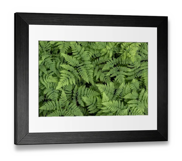 Framed Print : USA, Washington State, Olympic National Forest. Oak fern patterns Framed Print : USA, Washington State, Olympic National Forest. Oak fern patterns