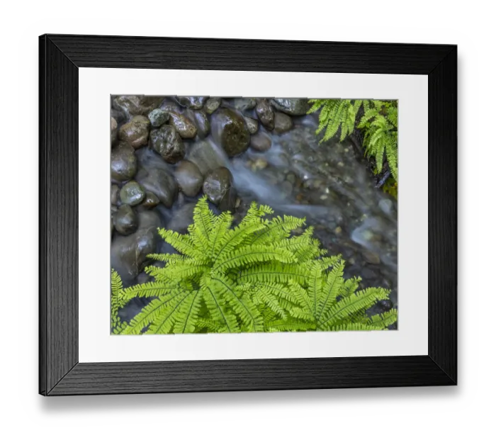 Framed Print : USA, Washington State, Olympic National Forest. Maidenhair ferns and rocky stream Framed Print : USA, Washington State, Olympic National Forest. Maidenhair ferns and rocky stream