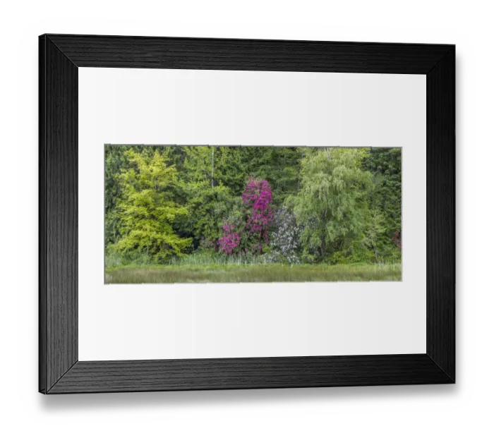 Framed Print : USA, Washington, Seabeck, Guillemot Cove Nature Preserve. Forest panoramic Framed Print : USA, Washington, Seabeck, Guillemot Cove Nature Preserve. Forest panoramic
