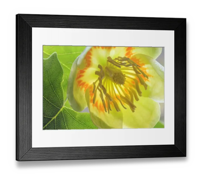 Framed Print : USA, Washington State, Seabeck. Tulip poplar blossom close-up Framed Print : USA, Washington State, Seabeck. Tulip poplar blossom close-up