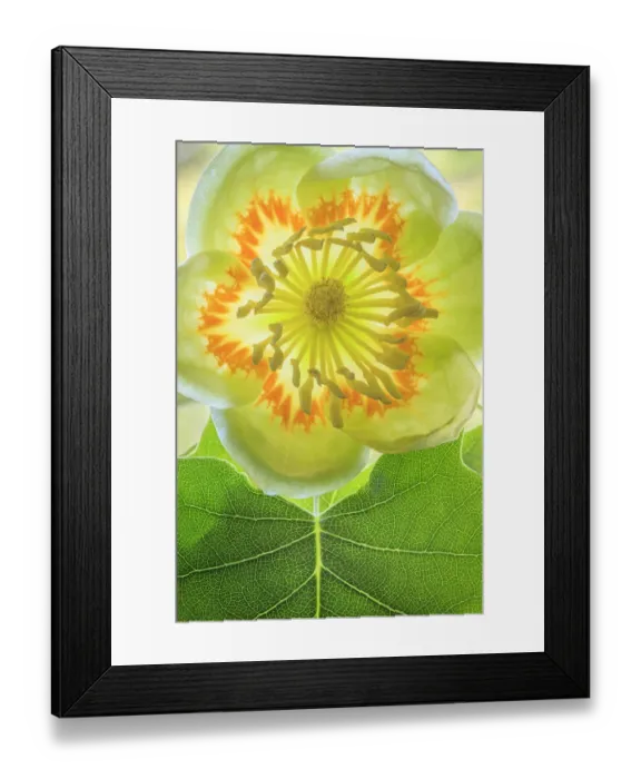 Framed Print : USA, Washington State, Seabeck. Tulip poplar blossom close-up