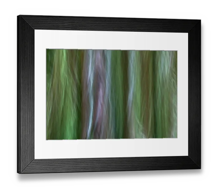 Framed Print : USA, Washington State, Seabeck. Forest fantasy in Guillemot Cove Nature Preserve Framed Print : USA, Washington State, Seabeck. Forest fantasy in Guillemot Cove Nature Preserve