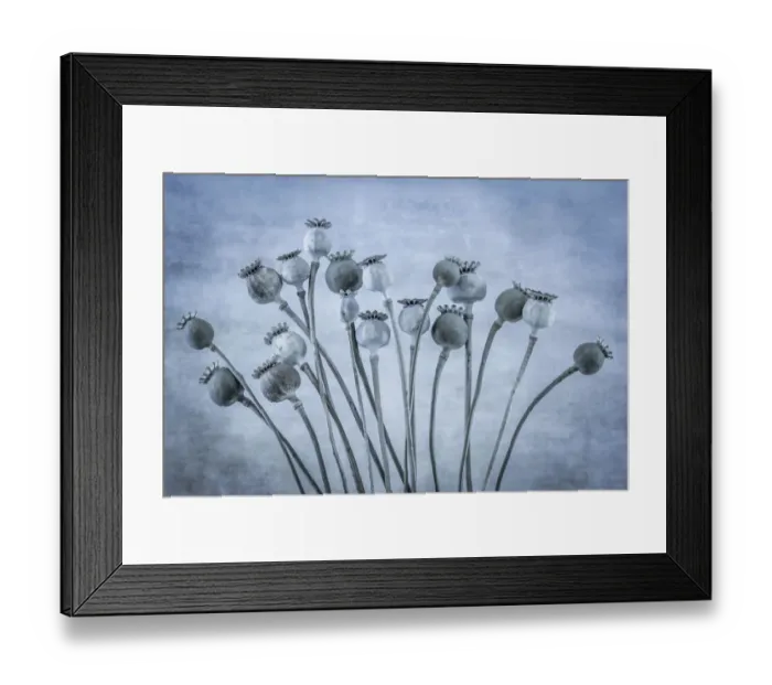 Framed Print : USA, Washington State, Seabeck. Poppies gone to seed Framed Print : USA, Washington State, Seabeck. Poppies gone to seed