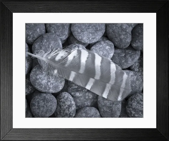 Framed Print : USA, Washington State, Seabeck. Raptor feather on rocks