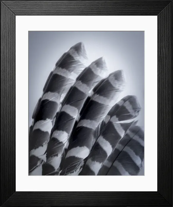 Framed Print : USA, Washington State, Seabeck. Raptor wing feathers reflecting in mirror Framed Print : USA, Washington State, Seabeck. Raptor wing feathers reflecting in mirror