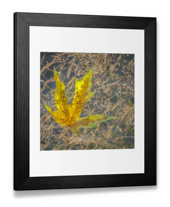 Framed Print : USA, Washington State, Seabeck. Autumn bigleaf maple leaf caught in grasses Framed Print : USA, Washington State, Seabeck. Autumn bigleaf maple leaf caught in grasses