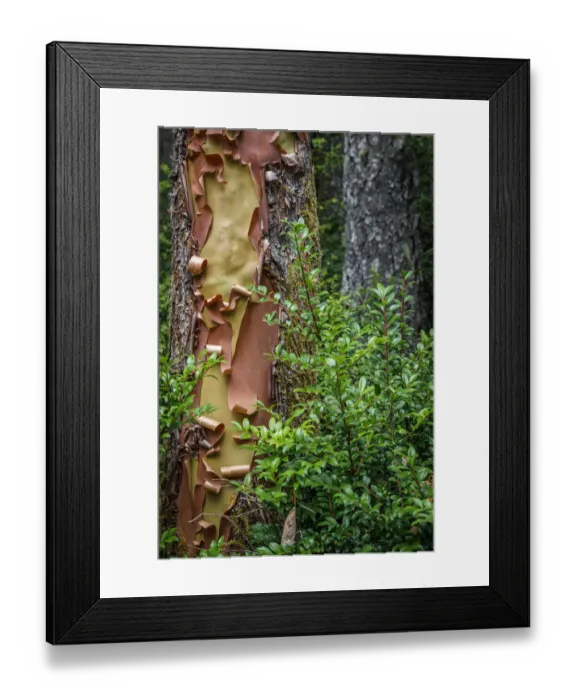 Framed Print : USA, Washington State, Seabeck. Peeling madrone tree bark and bush Framed Print : USA, Washington State, Seabeck. Peeling madrone tree bark and bush