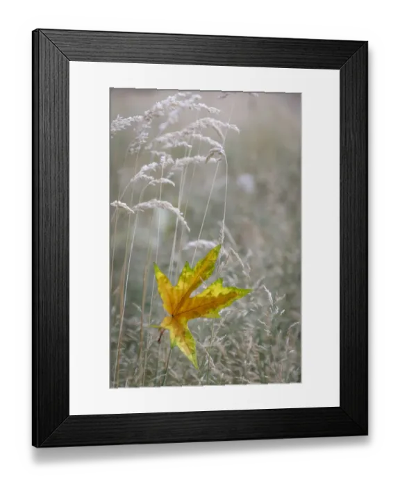 Framed Print : USA, Washington State, Seabeck. Autumn bigleaf maple leaf caught in grasses Framed Print : USA, Washington State, Seabeck. Autumn bigleaf maple leaf caught in grasses