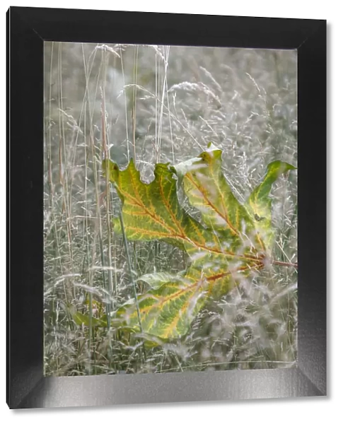USA, Washington State, Seabeck. Autumn bigleaf maple leaf caught in grasses