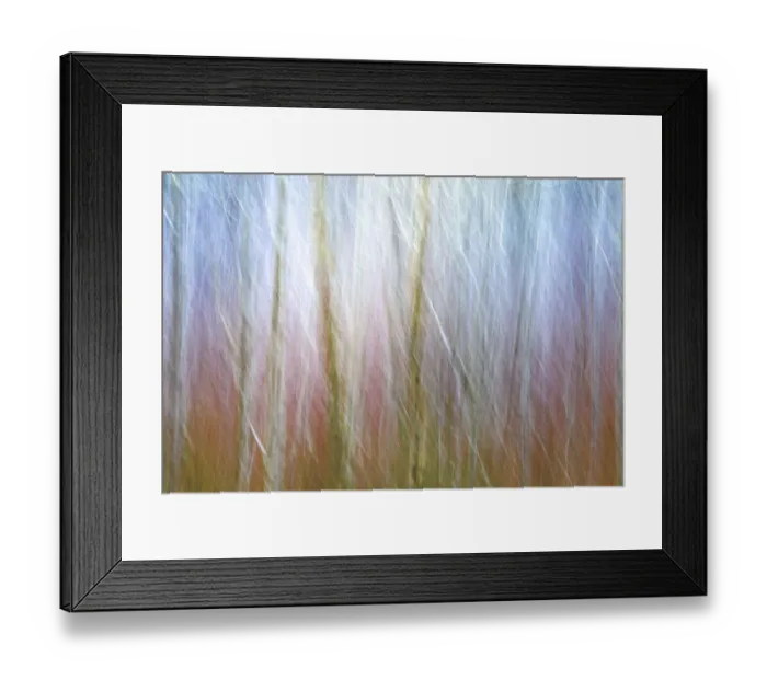 Framed Print : USA, Washington State, Seabeck. Alder forest abstract Framed Print : USA, Washington State, Seabeck. Alder forest abstract