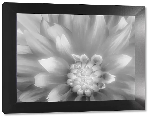 USA, Washington State, Seabeck. Dahlia close-up in black and white