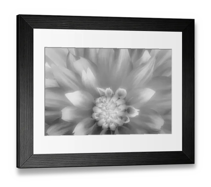 Framed Print : USA, Washington State, Seabeck. Dahlia close-up in black and white Framed Print : USA, Washington State, Seabeck. Dahlia close-up in black and white