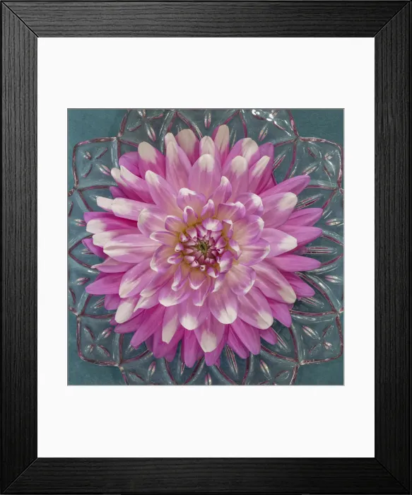 Framed Print : USA, Washington State, Seabeck. Pink dahlia in crystal bowl Framed Print : USA, Washington State, Seabeck. Pink dahlia in crystal bowl