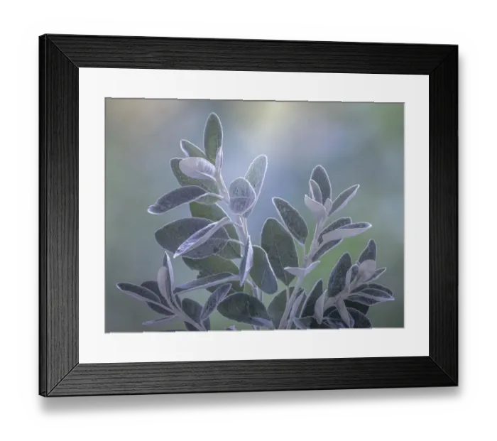 Framed Print : USA, Washington State, Seabeck. Senecio leaves close-up