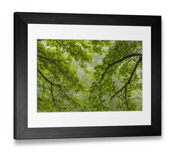 Framed Print : USA, Washington State, Seabeck. Bigleaf maple trees in Anderson Landing County Park