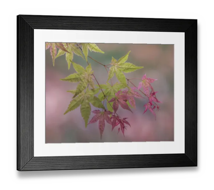 Framed Print : USA, Washington State, Seabeck. Japanese maple branch close-up