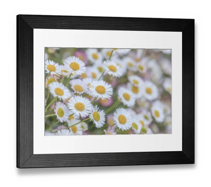 Framed Print : USA, Washington State, Seabeck. Close-up of Santa Barbara daisies Framed Print : USA, Washington State, Seabeck. Close-up of Santa Barbara daisies