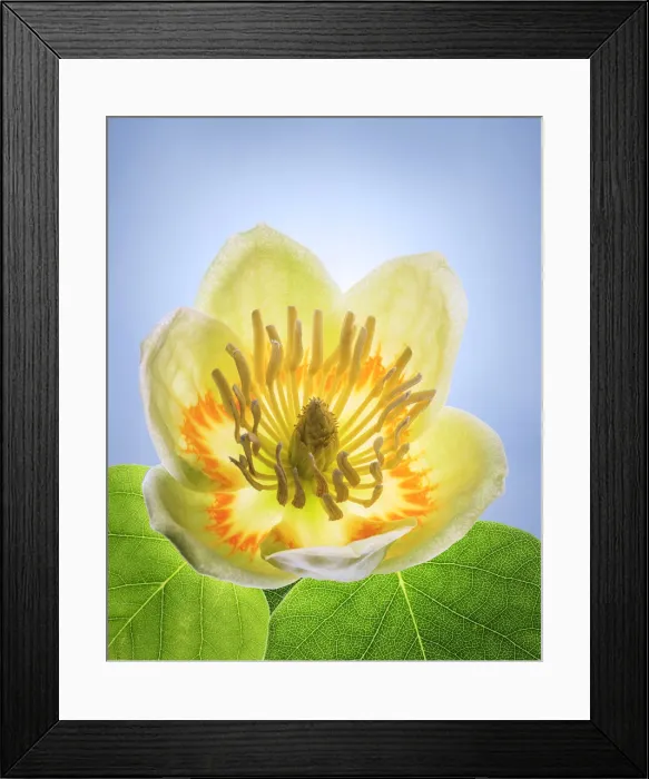 Framed Print : USA, Washington State, Seabeck. Tulip poplar blossom close-up