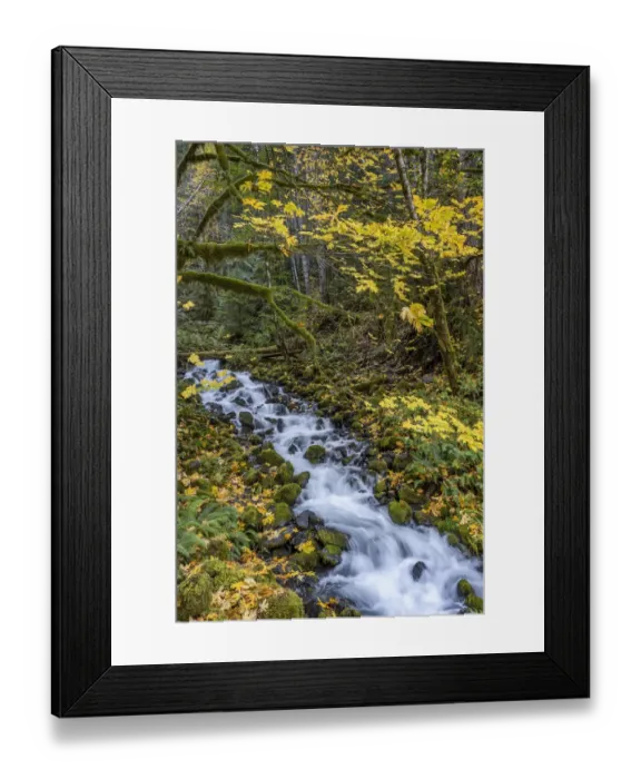Framed Print : USA, Washington State, Olympic National Park. Creek rapids and forest in autumn Framed Print : USA, Washington State, Olympic National Park. Creek rapids and forest in autumn