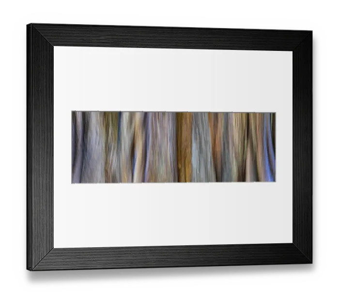 Framed Print : USA, Washington, Seabeck. Panoramic abstract of tree trunk and limbs