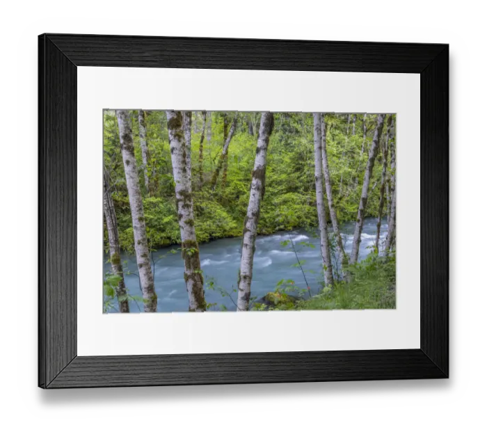 Framed Print : USA, Washington State, Olympic National Forest. Landscape with alder trees and Dosewallips River Framed Print : USA, Washington State, Olympic National Forest. Landscape with alder trees and Dosewallips River