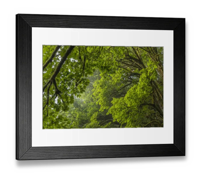 Framed Print : USA, Washington State, Seabeck. Bigleaf maple trees in Anderson Landing County Park Framed Print : USA, Washington State, Seabeck. Bigleaf maple trees in Anderson Landing County Park