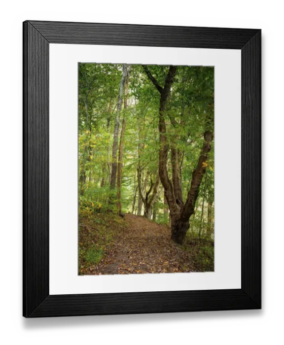 Framed Print : Woodland trail, Peaks Of Otter, Blue Ridge Parkway, Smoky Mountains, USA