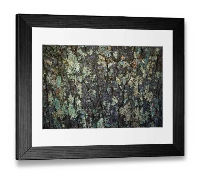 Framed Print : Mossy bark, Peaks Of Otter, Blue Ridge Parkway, Smoky Mountains, USA Framed Print : Mossy bark, Peaks Of Otter, Blue Ridge Parkway, Smoky Mountains, USA