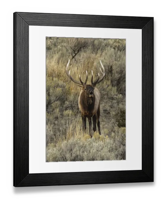 Framed Print : Bull elk bugling or wapiti, Yellowstone National Park, Wyoming