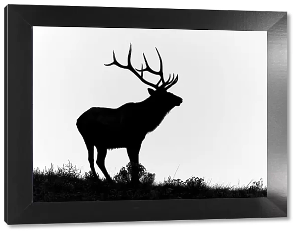 Bull elk or wapiti silhouetted, Yellowstone National Park, Wyoming