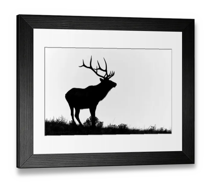 Framed Print : Bull elk or wapiti silhouetted, Yellowstone National Park, Wyoming Framed Print : Bull elk or wapiti silhouetted, Yellowstone National Park, Wyoming