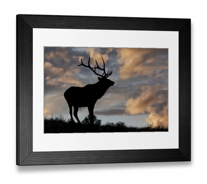 Framed Print : Bull elk or wapiti silhouetted at sunrise on ridge, Yellowstone National Park, Wyoming