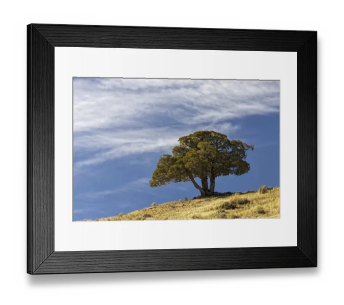 Framed Print : Single cedar tree on ridge top, Yellowstone National Park, Wyoming Framed Print : Single cedar tree on ridge top, Yellowstone National Park, Wyoming