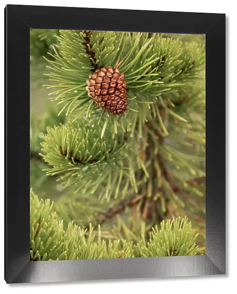 Lodgepole pine and pinecone, Yellowstone National Park, Wyoming