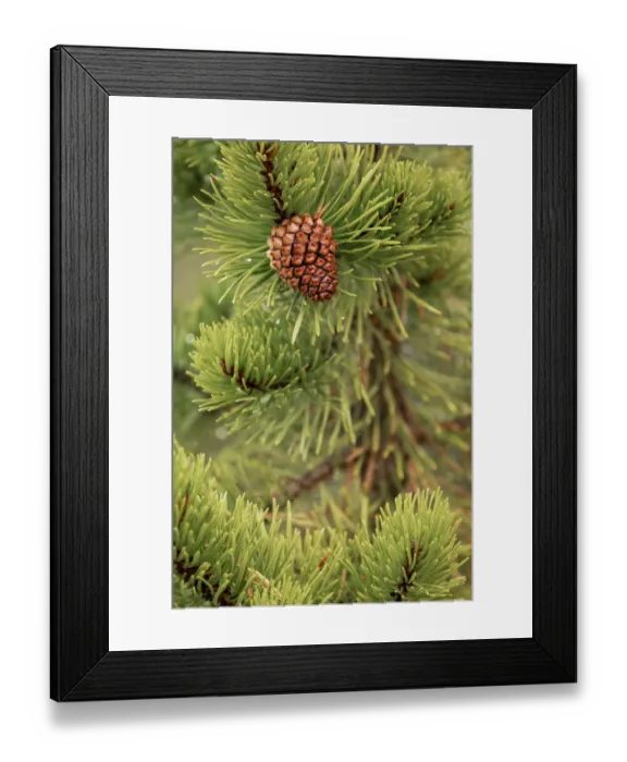 Framed Print : Lodgepole pine and pinecone, Yellowstone National Park, Wyoming Framed Print : Lodgepole pine and pinecone, Yellowstone National Park, Wyoming