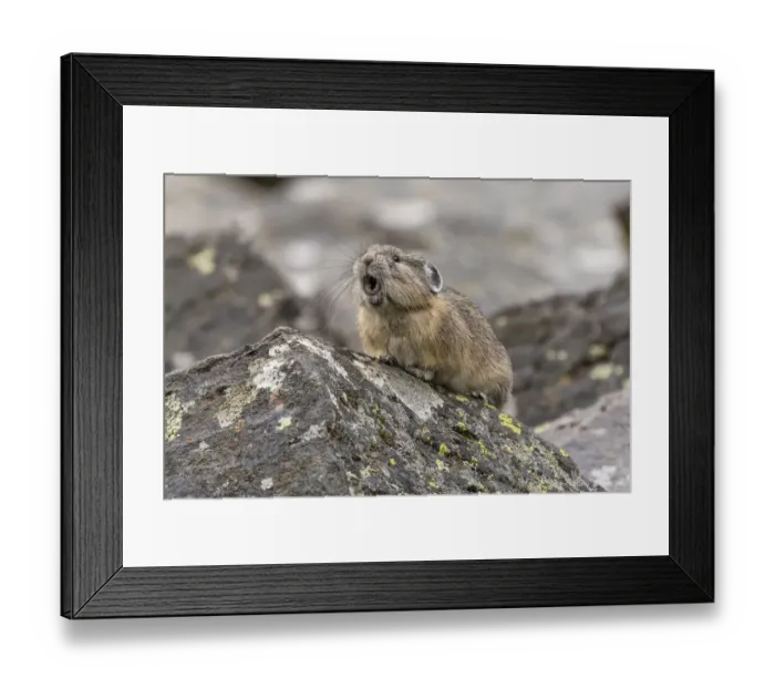 Framed Print : Pika, Ochotona princeps, Yellowstone National Park, Wyoming Framed Print : Pika, Ochotona princeps, Yellowstone National Park, Wyoming