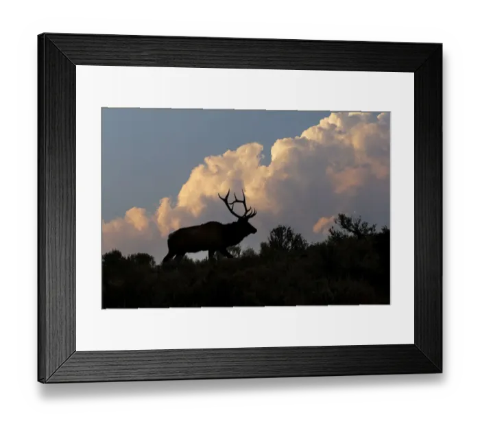 Framed Print : Bull elk or wapiti silhouetted on ridge at sunrise, Yellowstone National Park, Wyoming Framed Print : Bull elk or wapiti silhouetted on ridge at sunrise, Yellowstone National Park, Wyoming