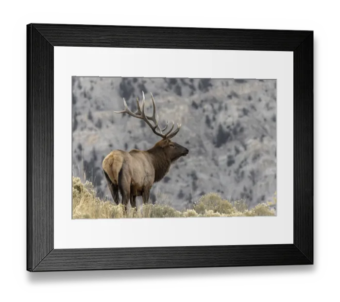 Framed Print : Bull elk or wapiti, Yellowstone National Park, Wyoming Framed Print : Bull elk or wapiti, Yellowstone National Park, Wyoming