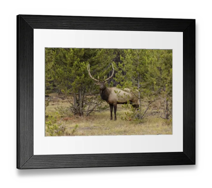 Framed Print : Bull elk or wapiti, Yellowstone National Park, Wyoming