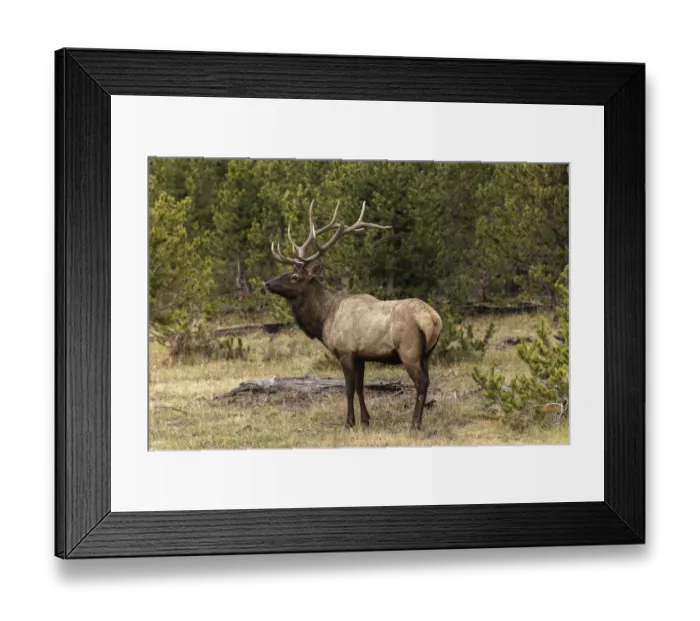 Framed Print : Bull elk or wapiti, Yellowstone National Park, Wyoming Framed Print : Bull elk or wapiti, Yellowstone National Park, Wyoming