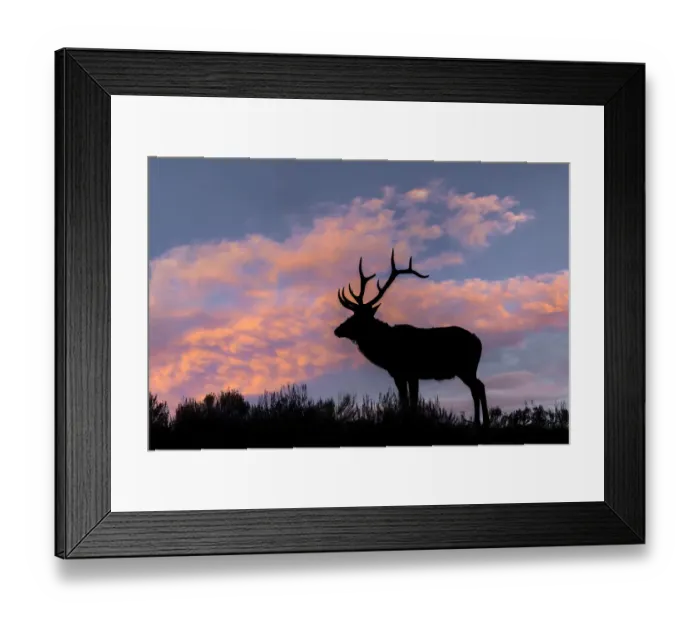 Framed Print : Bull elk or wapiti silhouetted on ridge top, Yellowstone National Park, Wyoming Framed Print : Bull elk or wapiti silhouetted on ridge top, Yellowstone National Park, Wyoming