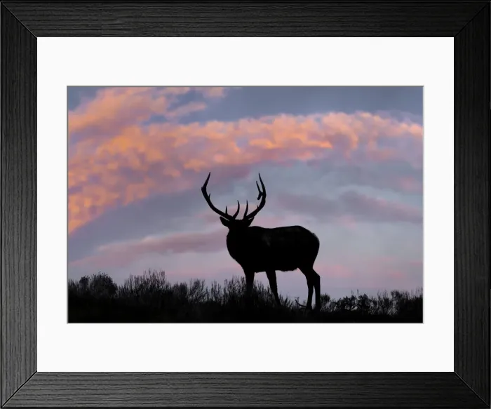 Framed Print : Bull elk or wapiti silhouetted on ridge top, Yellowstone National Park, Wyoming