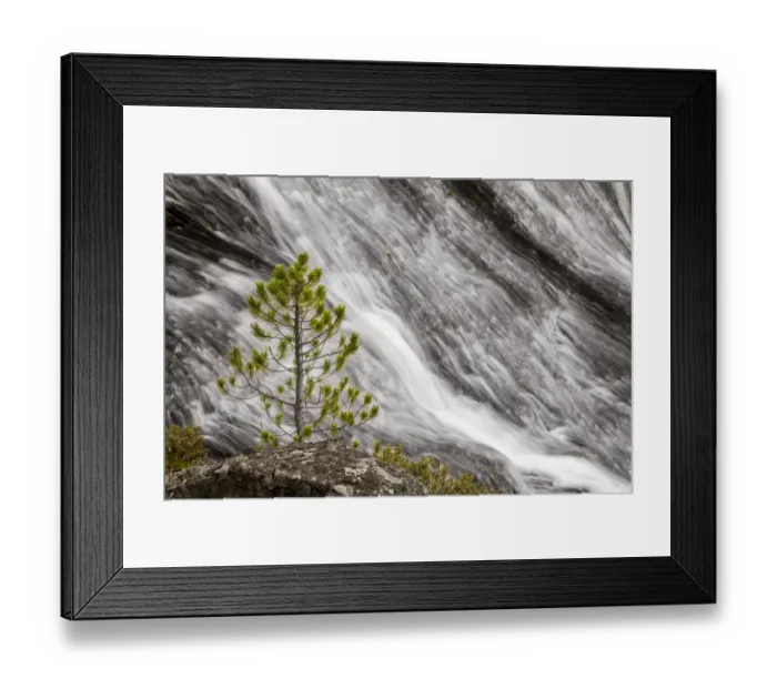 Framed Print : Small pine tree and Gibbon Falls, Yellowstone National Park, Wyoming Framed Print : Small pine tree and Gibbon Falls, Yellowstone National Park, Wyoming
