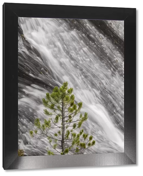 Small pine tree and Gibbon Falls, Yellowstone National Park, Wyoming