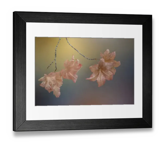 Framed Print : USA, Washington State, Seabeck. Vine maple leaves on branch in autumn