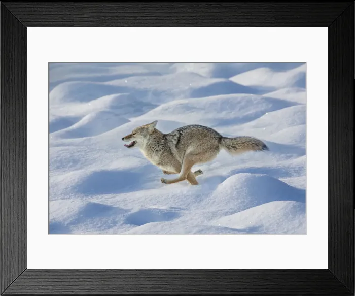 Framed Print : Coyote running through fresh snow, Yellowstone National Park, Wyoming Framed Print : Coyote running through fresh snow, Yellowstone National Park, Wyoming