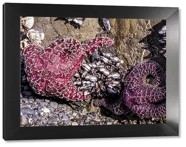 Beach 4, Kalaloch Lodge Olympic National Park, Washington State, USA. Sea anemones