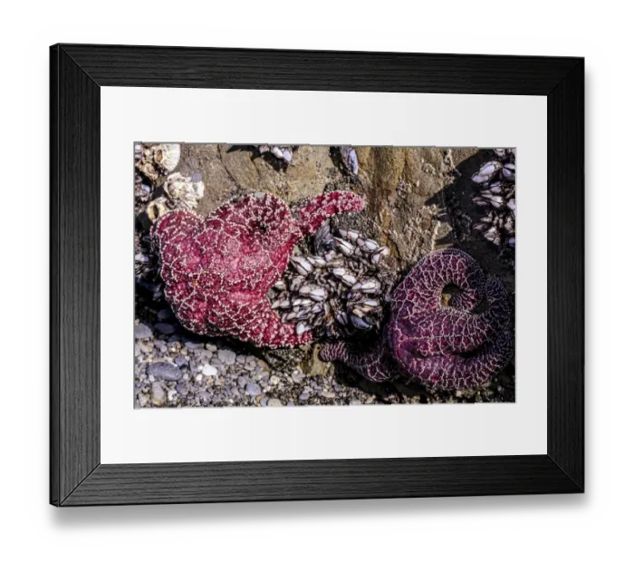 Framed Print : Beach 4, Kalaloch Lodge Olympic National Park, Washington State, USA. Sea anemones Framed Print : Beach 4, Kalaloch Lodge Olympic National Park, Washington State, USA. Sea anemones