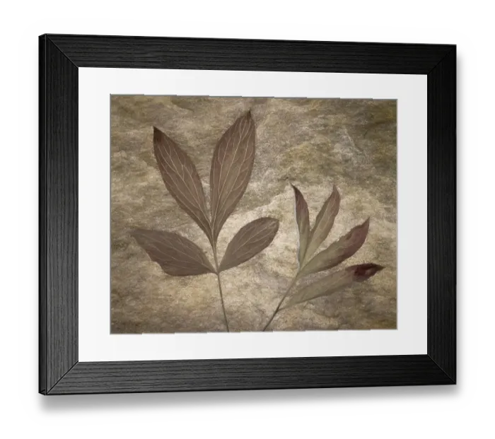 Framed Print : USA, Washington State, Seabeck. Peony leaves close-up Framed Print : USA, Washington State, Seabeck. Peony leaves close-up