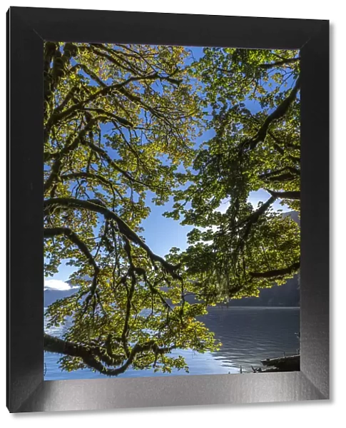 USA, Washington State, Olympic National Park. Alder tree branches overhang shore of Lake Crescent